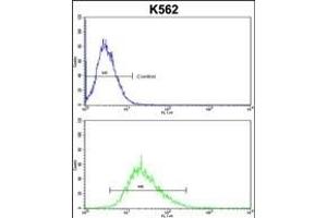 ITM2A Antibody (N-term) (ABIN390731 and ABIN2841002) flow cytometric analysis of k562 cells (bottom histogram) compared to a negative control cell (top histogram). (ITM2A antibody  (N-Term))