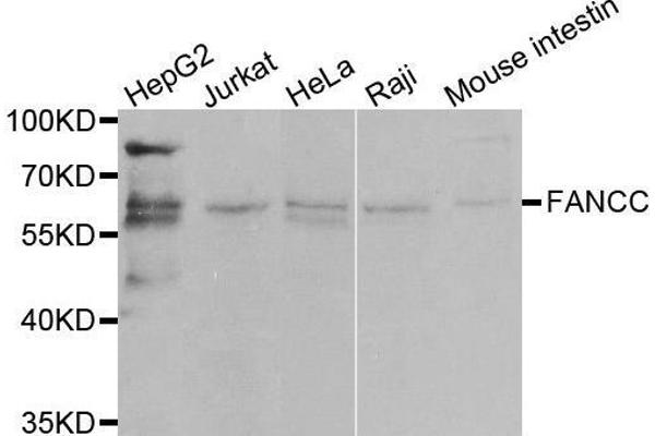 FANCC antibody  (AA 319-558)