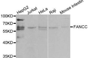 Western blot analysis of extracts of various cell lines, using FANCC antibody. (FANCC antibody  (AA 319-558))