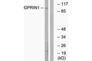 Western blot analysis of extracts from HT-29 cells, using GPRIN1 Antibody. (GPRIN1 antibody  (AA 231-280))