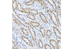 Immunohistochemistry of paraffin-embedded rat kidney using PP2A Catalytic β antibody (ABIN3023492, ABIN3023493, ABIN3023494 and ABIN6220084) at dilution of 1:100 (40x lens). (PPP2CB antibody  (AA 1-309))
