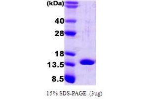 SDS-PAGE (SDS) image for Fatty Acid Binding Protein 4, Adipocyte (FABP4) (AA 1-132) protein (ABIN667719) (FABP4 Protein (AA 1-132))