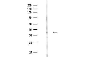Western blot analysis of lysates from HepG2 cells(LPS, 4h treatment), using CRISP3 Antibody at 1/1000 dilution.