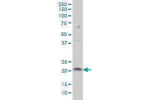 ITGB3BP antibody  (AA 1-100)