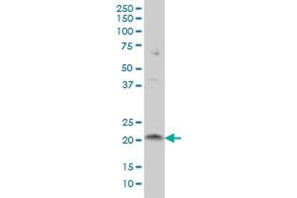 ITGB3BP antibody  (AA 1-100)