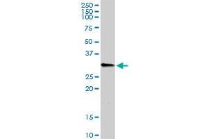 C1QB antibody  (AA 1-253)