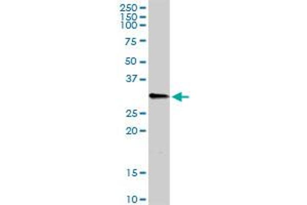 C1QB antibody  (AA 1-253)