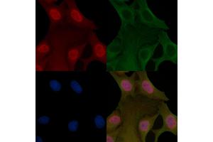 POLR2A Mouse Monoclonal Antibody staining Hela cells by IF/ICC.