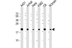 All lanes : Anti-RPS10 Antibody (C-Term) at 1:2000 dilution Lane 1: A431 whole cell lysate Lane 2: Jurkat whole cell lysate Lane 3: Hela whole cell lysate Lane 4: K562 whole cell lysate Lane 5: C6 whole cell lysate Lane 6: mouse brain lysate Lysates/proteins at 20 μg per lane. (RPS10 antibody  (AA 96-129))