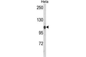 Western blot analysis of HSPA4L Antibody (C-term) in Hela cell line lysates (35ug/lane).