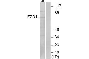 Western blot analysis of extracts from Jurkat cells, using FZD1 antibody. (FZD1 antibody  (Internal Region))