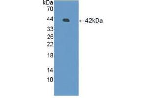 Western blot analysis of recombinant Human DEFb126.