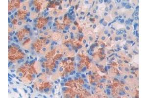 Detection of FBLN4 in Mouse Stomach Tissue using Polyclonal Antibody to Fibulin 4 (FBLN4) (FBLN4 antibody  (AA 182-431))