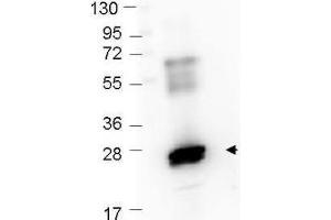 Western blot showing detection of recombinant GST protein (0.