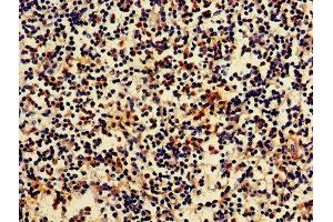 IHC image of ABIN7145448 diluted at 1:700 and staining in paraffin-embedded human spleen tissue performed on a Leica BondTM system. (Arrestin 3 antibody  (AA 222-369))