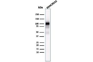 Western Blot Analysis of human Pancreas tissue lysate using GP2 Mouse Monoclonal Antibody (GP2/1803). (GP2 antibody  (AA 35-179))