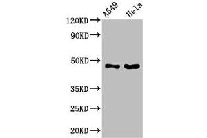 Western Blot Positive WB detected in: A549 whole cell lysate, Hela whole cell lysate All lanes: SLC16A11 antibody at 3. (SLC16A11 antibody  (AA 428-471))