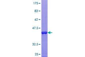 Retinol Binding Protein 5 Protein (AA 1-135) (GST tag)