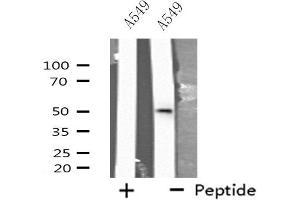 Western blot analysis of extracts from A549 cells, using CXG2 antibody. (GJC2 antibody  (N-Term))