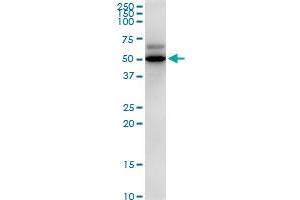 PDHX MaxPab polyclonal antibody. (PDHX antibody  (AA 1-501))