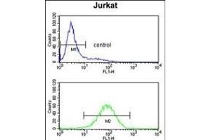 PLCL1 Antibody (N-term) (ABIN652796 and ABIN2842522) flow cytometry analysis of Jurkat cells (bottom histogram) compared to a negative control cell (top histogram).