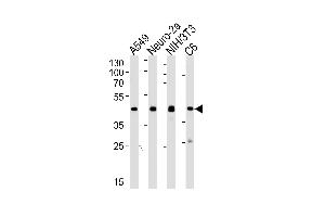 Western blot analysis of lysates from A549, mouse Neuro-2a, mouse NIH/3T3, rat C6 cell line (from left to right) using CREB1 Antibody (ABIN1944898 and ABIN2838500).