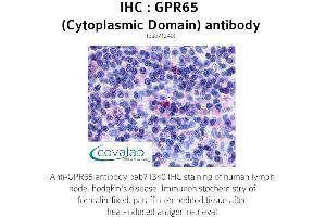 Image no. 1 for anti-G Protein-Coupled Receptor 65 (GPR65) (3rd Cytoplasmic Domain) antibody (ABIN1735148) (GPR65 antibody  (3rd Cytoplasmic Domain))