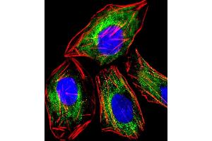 Immunofluorescent analysis of 4% paraformaldehyde-fixed, 0. (RAB3A antibody)