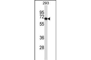 PDILT Antibody (Center) (ABIN657478 and ABIN2846506) western blot analysis in 293 cell line lysates (35 μg/lane).
