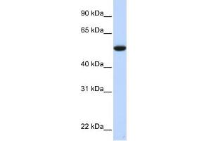C9ORF43 antibody used at 1 ug/ml to detect target protein. (C9orf43 antibody  (Middle Region))