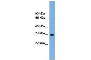 WB Suggested Anti-SPIN1 Antibody Titration: 0. (Spindlin 1 antibody  (Middle Region))
