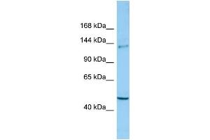 WB Suggested Anti-CLASP2 Antibody Titration: 1.