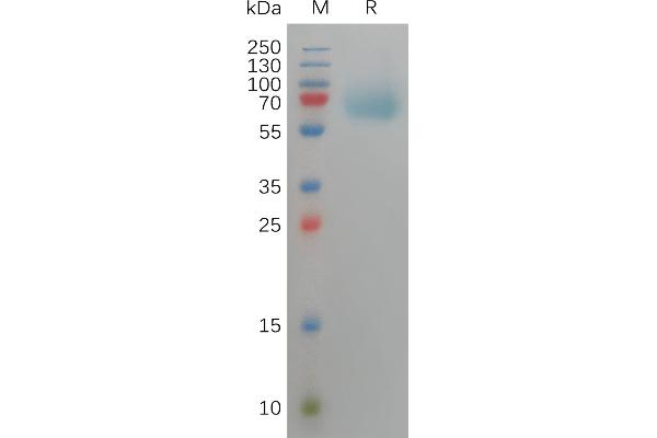 FGFR3 Protein (AA 23-375) (His tag)