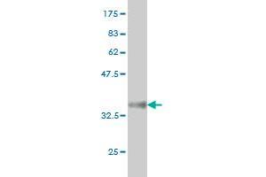 Western Blot detection against Immunogen (36. (ATF4 antibody  (AA 171-270))