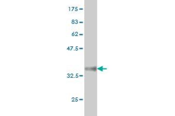 ATF4 antibody  (AA 171-270)