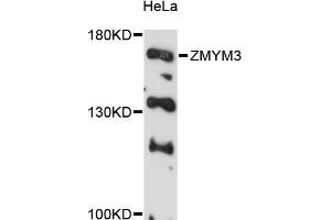 Western blot analysis of extracts of HeLa cells, using ZMYM3 antibody (ABIN6291075) at 1:3000 dilution. (ZMYM3 antibody)