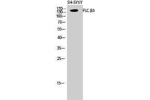 Western Blotting (WB) image for anti-phospholipase C, beta 3 (Phosphatidylinositol-Specific) (PLCB3) (Thr235) antibody (ABIN3176950) (PLCB3 antibody  (Thr235))