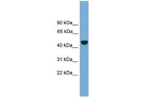 WB Suggested Anti-PSMD12  Antibody Titration: 0.