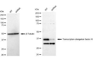 Western blotting analysis using Transcription elongation factor A1 antibody (ABIN7800582). (Recombinant TCEA1 antibody)