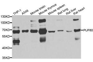 Western blot analysis of extracts of various cell lines, using PUF60 antibody. (PUF60 antibody  (AA 243-542))