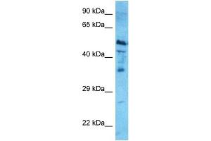 Host:  Rabbit  Target Name:  NR1H4  Sample Type:  HepG2 Whole Cell lysates  Antibody Dilution:  0. (NR1H4 antibody  (Middle Region))
