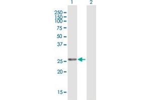 Western Blot analysis of MFAP2 expression in transfected 293T cell line by MFAP2 MaxPab polyclonal antibody.