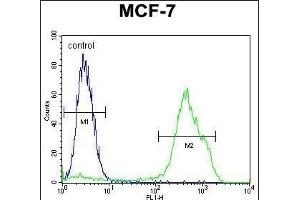 RNF19B Antibody (Center) (ABIN655130 and ABIN2844757) flow cytometric analysis of MCF-7 cells (right histogram) compared to a negative control cell (left histogram). (RNF19B antibody  (AA 369-398))