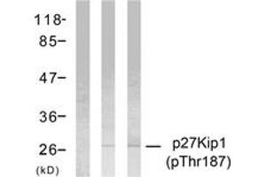 Western blot analysis of extracts from HeLa cells treated with EGF or IFN-alpha, using p27 Kip1 (Phospho-Thr187) Antibody. (CDKN1B antibody  (pThr187))