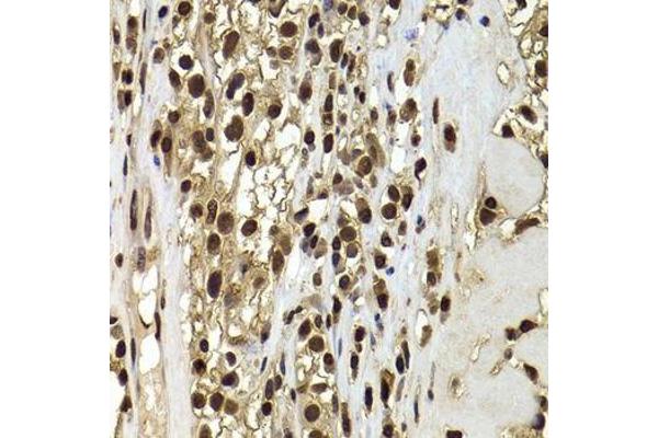 Actin-Like 6B antibody  (AA 1-280)