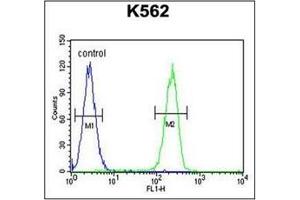 Flow Cytometric analysis of K562 cells (right histogram) compared to a negative control cell (left histogram) using RPL27A Antibody (C-term) Cat.