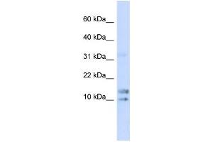 Western Blotting (WB) image for anti-Interleukin 15 (IL15) antibody (ABIN2459939) (IL-15 antibody)