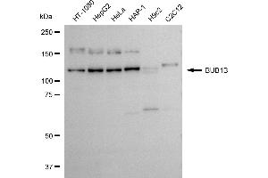 Western blotting analysis using BUB1B antibody (ABIN7797804).