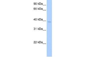 SRFBP1 antibody used at 0. (SRFBP1 antibody  (Middle Region))