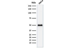 Western Blot Analysis of HeLa cell lysate using p53 Recombinant Rabbit Monoclonal Antibody (TP53/1799R). (Recombinant p53 antibody)